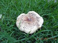 Macrocybe titans image