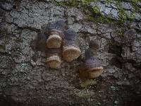 Phellinus hartigii image