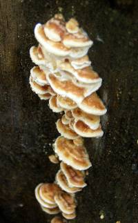 Rigidoporus microporus image