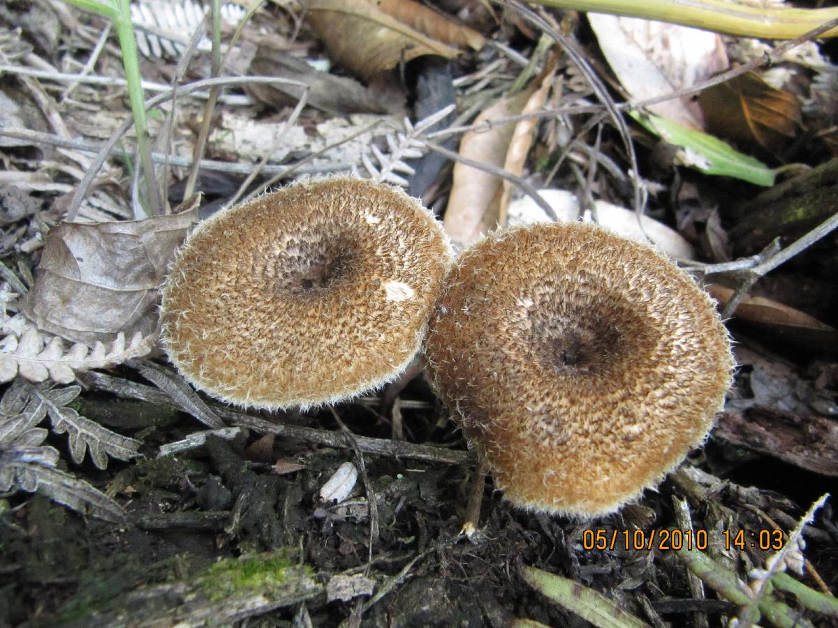 Lentinus berteroi image