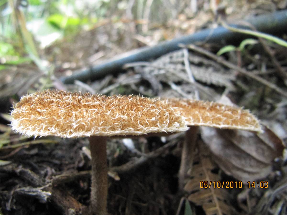 Lentinus berteroi image