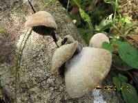 Auricularia nigricans image