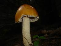 Amanita crocea image