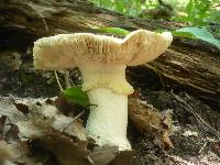 Amanita echinocephala image