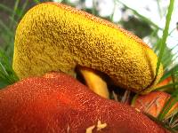 Hortiboletus campestris image