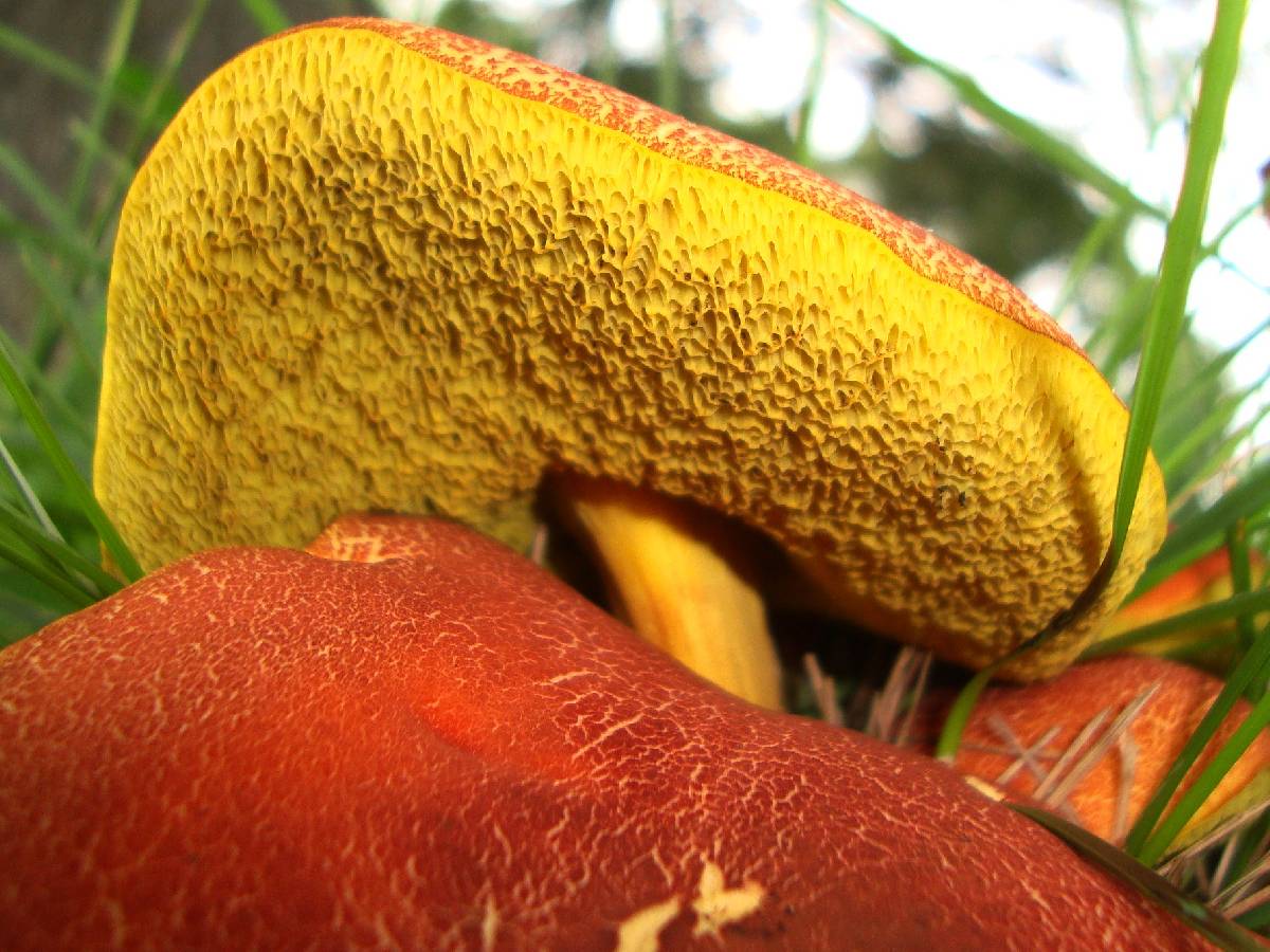 Hortiboletus image