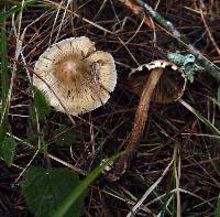 Inocybe sororia image