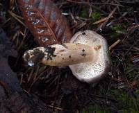 Lactarius kauffmanii image