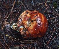 Leccinum manzanitae image