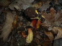 Boletus pruinatus image