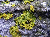 Xanthoria ulophyllodes image