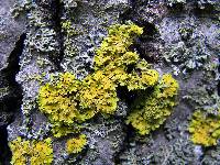 Xanthoria ulophyllodes image