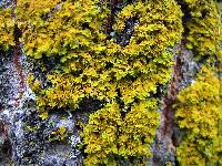 Xanthoria ulophyllodes image