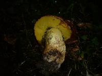 Boletus appendiculatus image