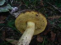 Boletus depilatus image