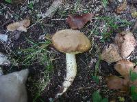 Boletus depilatus image