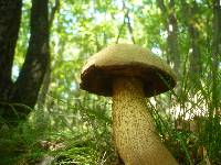 Boletus luridus image