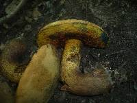 Boletus luridus image