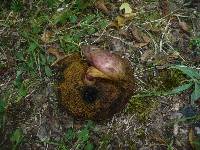 Boletus queletii image