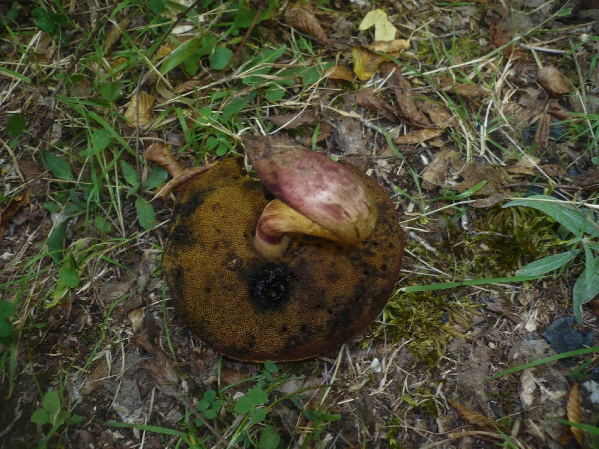 Boletus queletii image