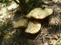 Boletus satanas image