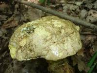 Boletus satanas image