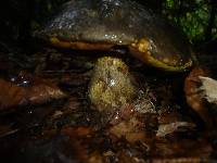 Boletus torosus image