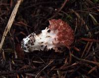 Ramaria botrytis image