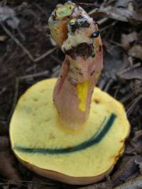 Boletus pseudosensibilis image