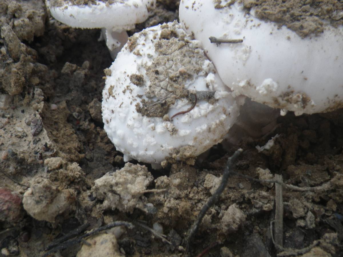 Amanita carneiphylla image