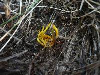 Clavulinopsis laeticolor image