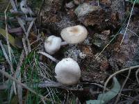 Clitocybe amarescens image