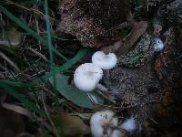 Clitocybe amarescens image