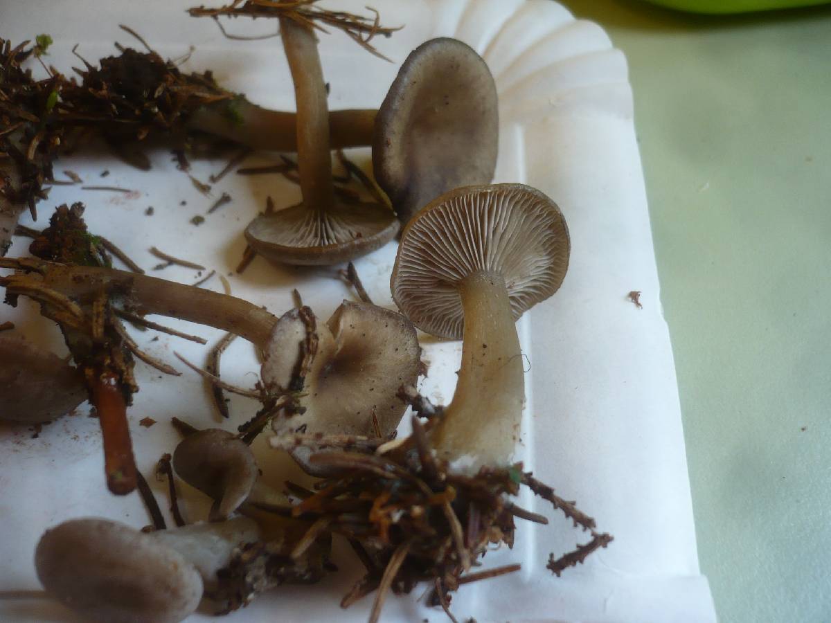Clitocybe ditopa image