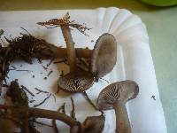 Clitocybe ditopa image