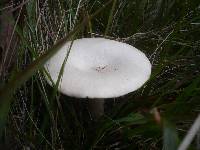 Infundibulicybe geotropa image