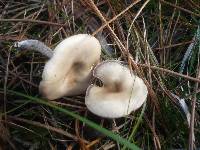 Clitocybe subspadicea image