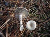 Clitocybe subspadicea image