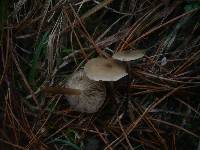 Clitocybe vibecina image