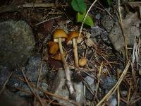 Conocybe subovalis image