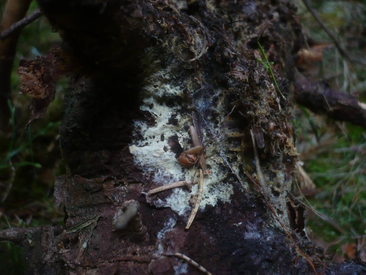 Amphinema byssoides image