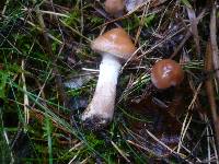 Cortinarius bivelus image