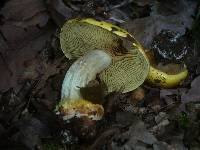 Cortinarius cedretorum image