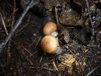 Cortinarius pseudoprivignus image