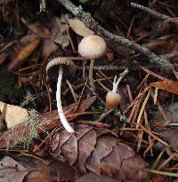 Coprinellus impatiens image