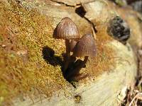 Mycena alcalina image