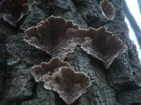 Cerrena unicolor image