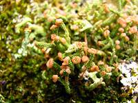 Cladonia ramulosa image