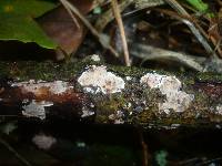 Eichleriella deglubens image