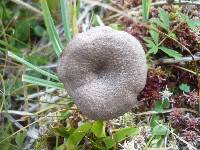 Entoloma mougeotii image